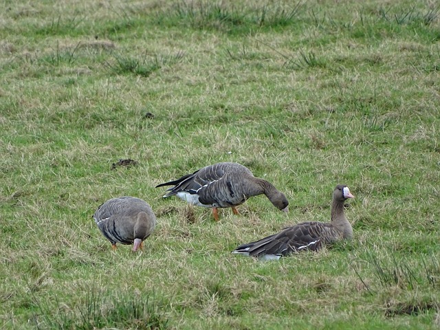 中的重要性 中的重要性